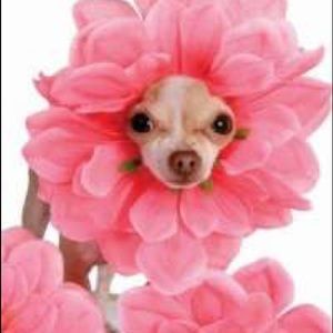 Meet your Posher, Lillian